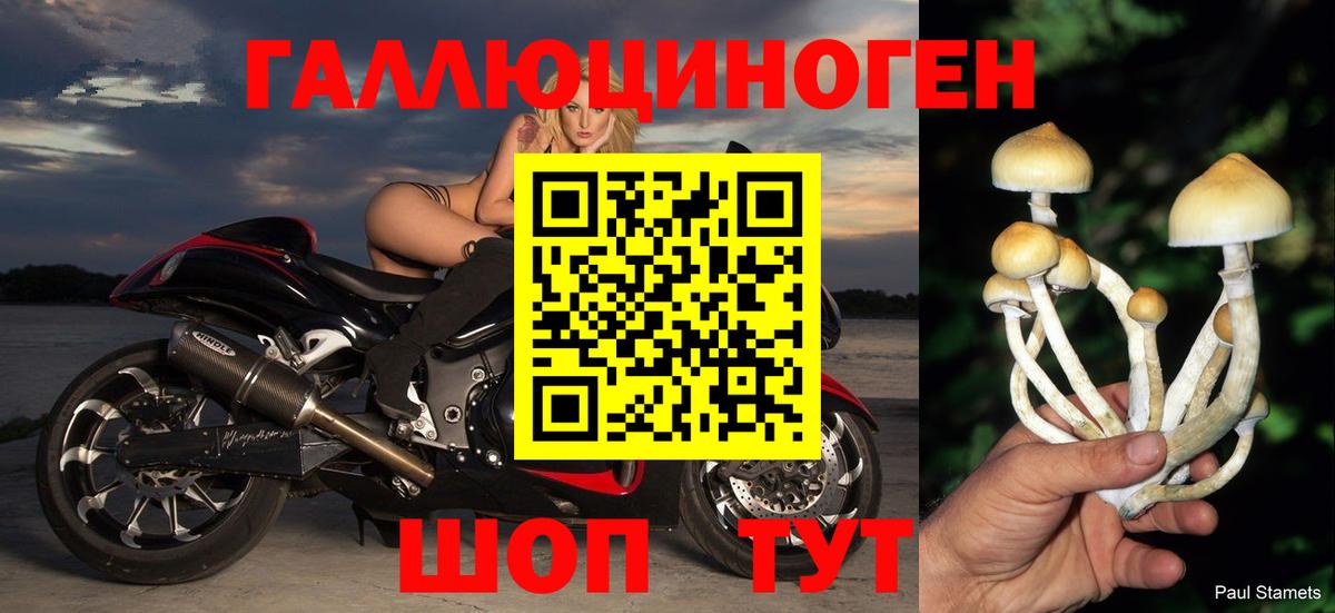 Псилоцибиновые грибы Psilocybine cubensis Люберцы